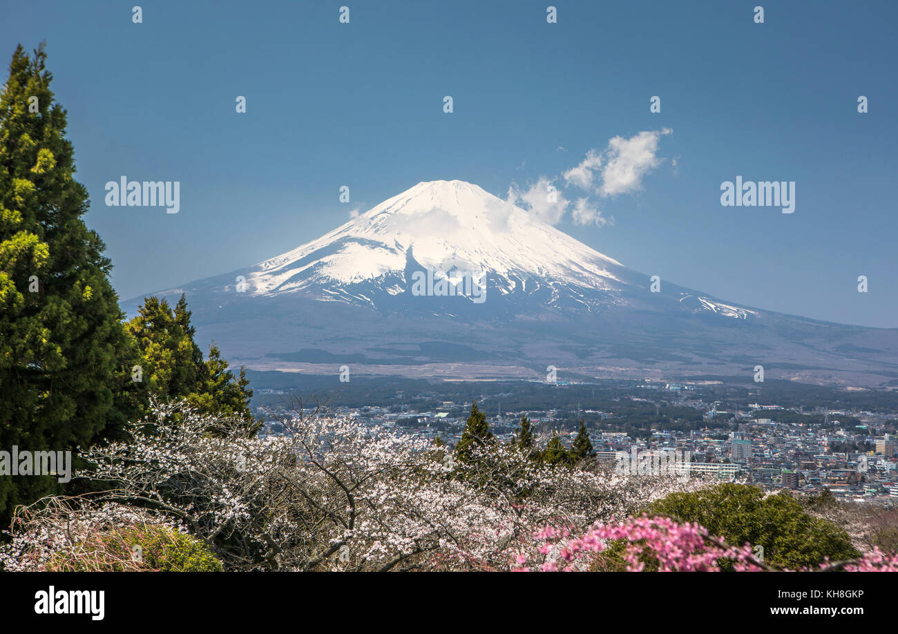 Cherry Blossoms, colorful, colors, flowers, Fuji, Gotemba City, japan, landscape, Mount Fuji, no people, spring, tourism, travel *** Local Caption *** Stock Photo