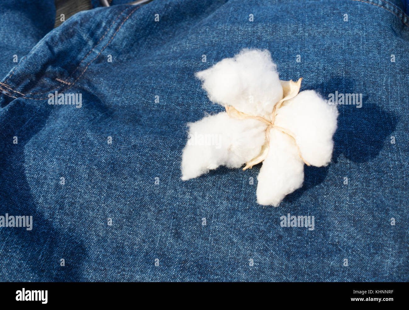 A mature boll of Cotton on blue jean background Stock Photo