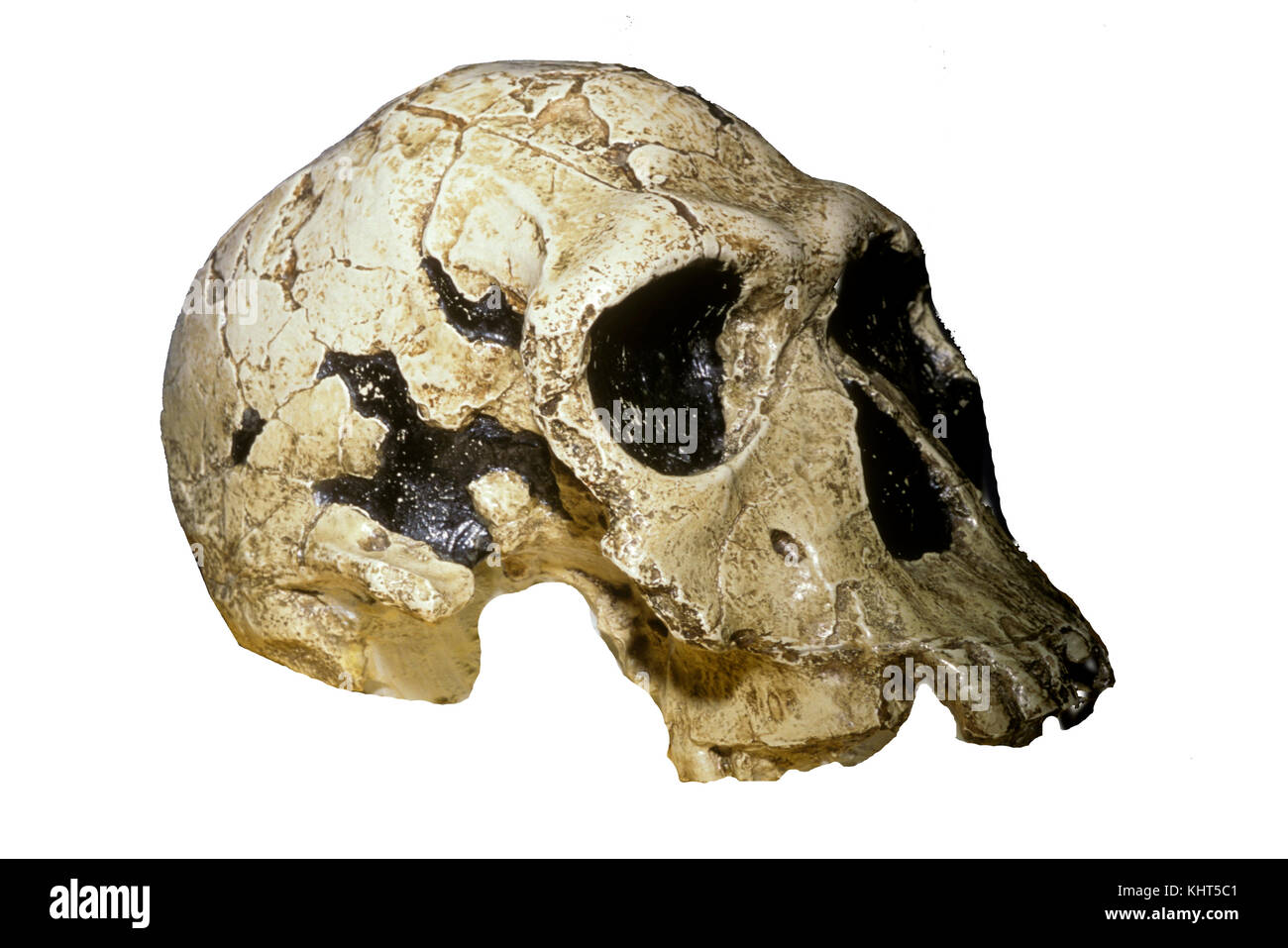 Homo habilis skull Stock Photo