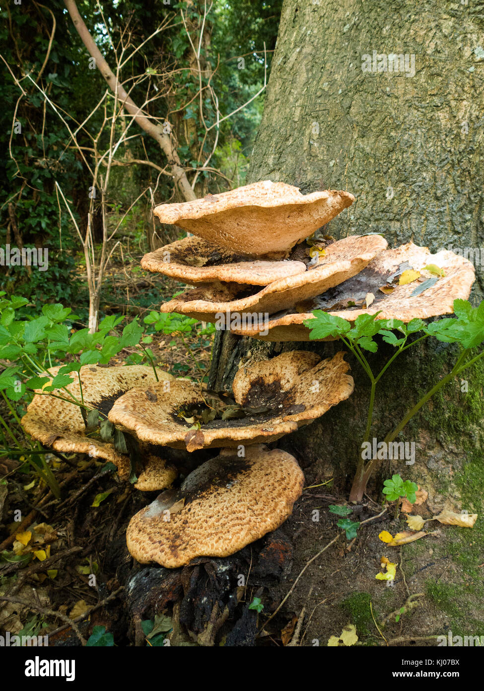 Dryad's Saddle Fungus Stock Photo