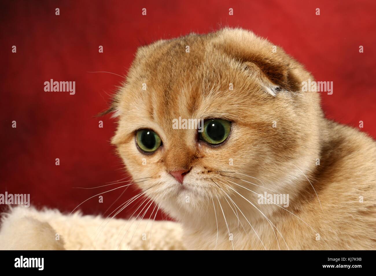 domestic cat, scottish fold, golden Stock Photo