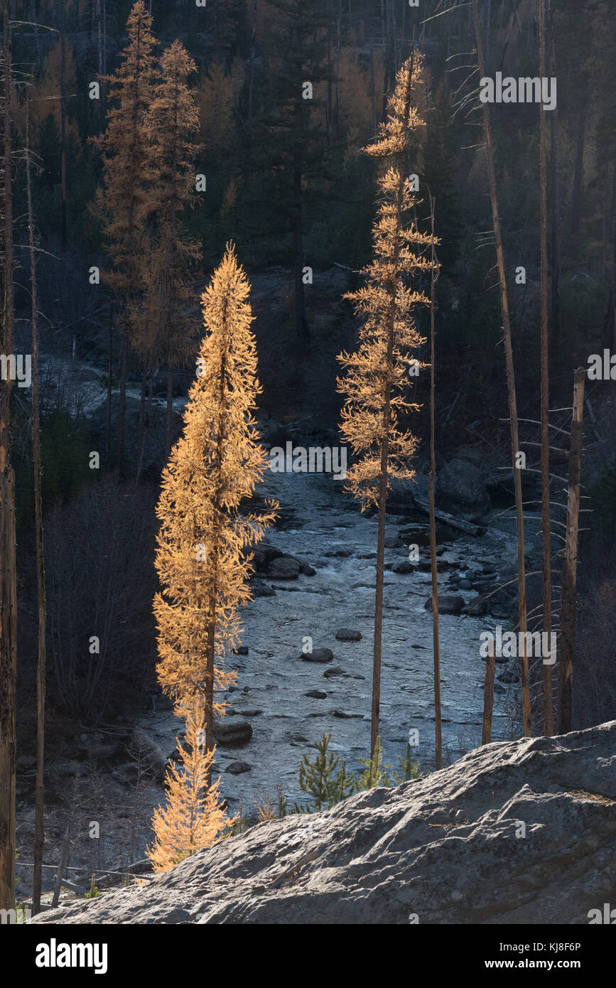 Western larch in autumn color along the Imnaha River in Oregon's Wallowa Mountains. Stock Photo