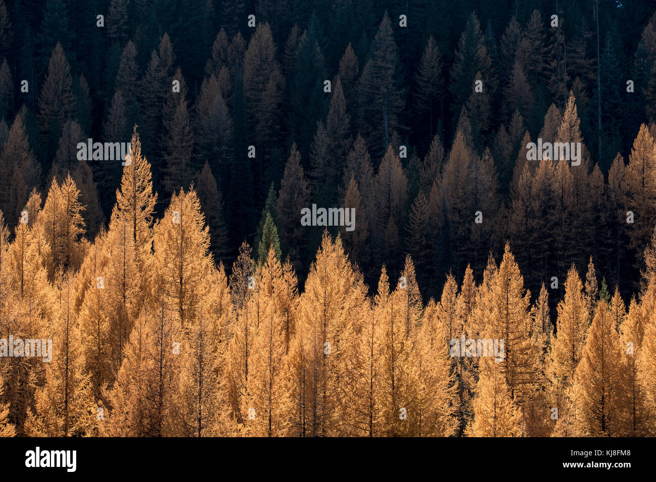 Forested slope with Western larch in autumn color, Wallowa Mountains, Oregon. Stock Photo