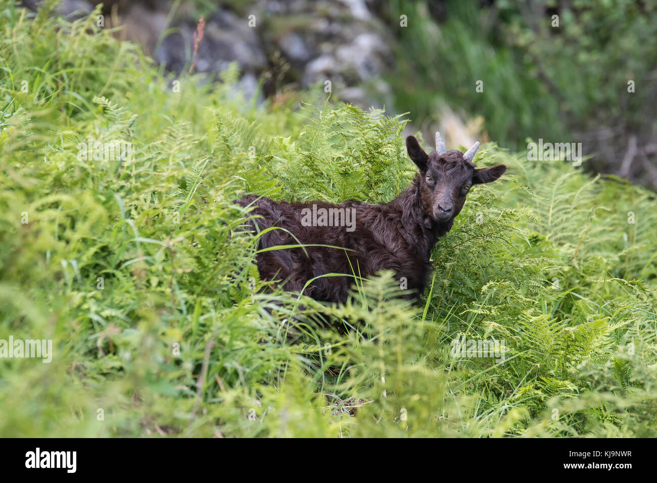 alpine goat grazing Stock Photo