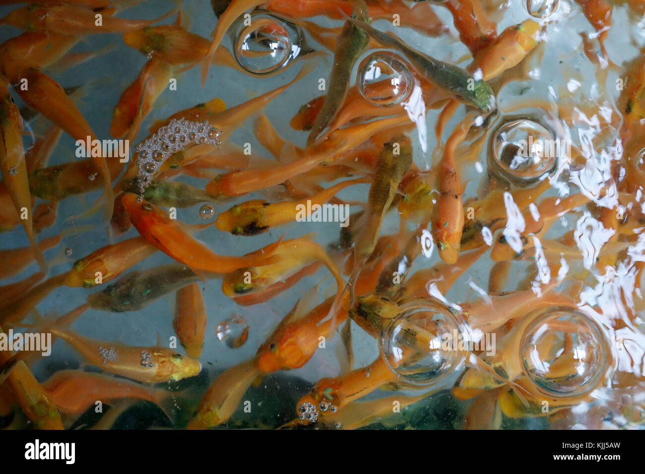 Pet store. Red fish for sale.  Ho Chi Minh City. Vietnam. Stock Photo