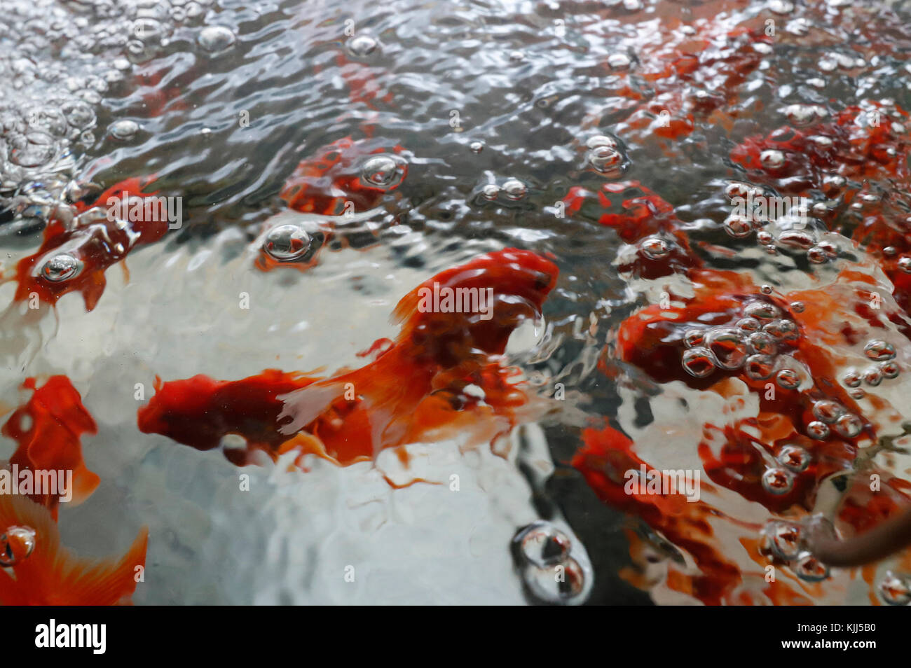 Pet store. Red fish for sale.  Ho Chi Minh City. Vietnam. Stock Photo