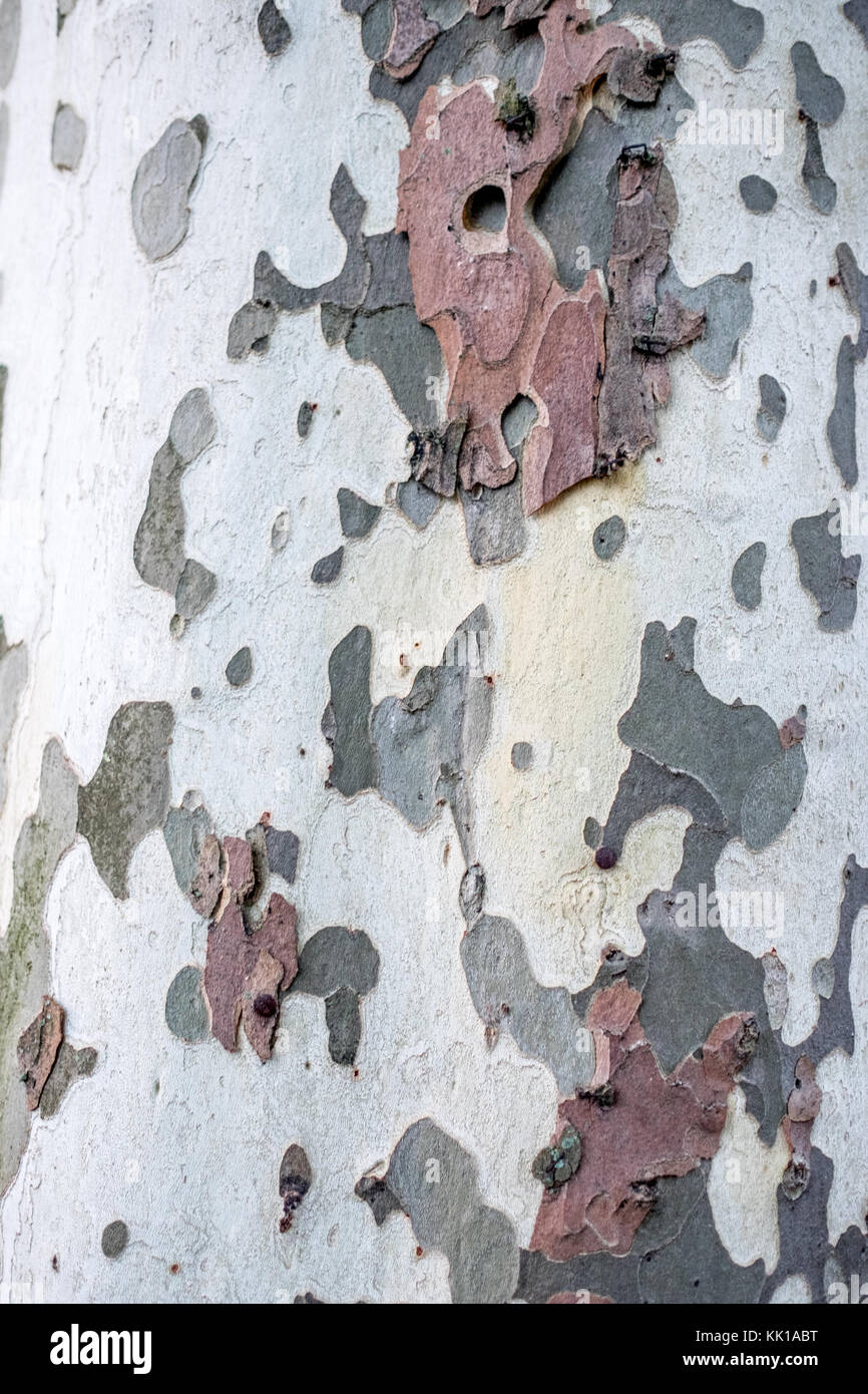 Close up of Beech Tree Bark Stock Photo