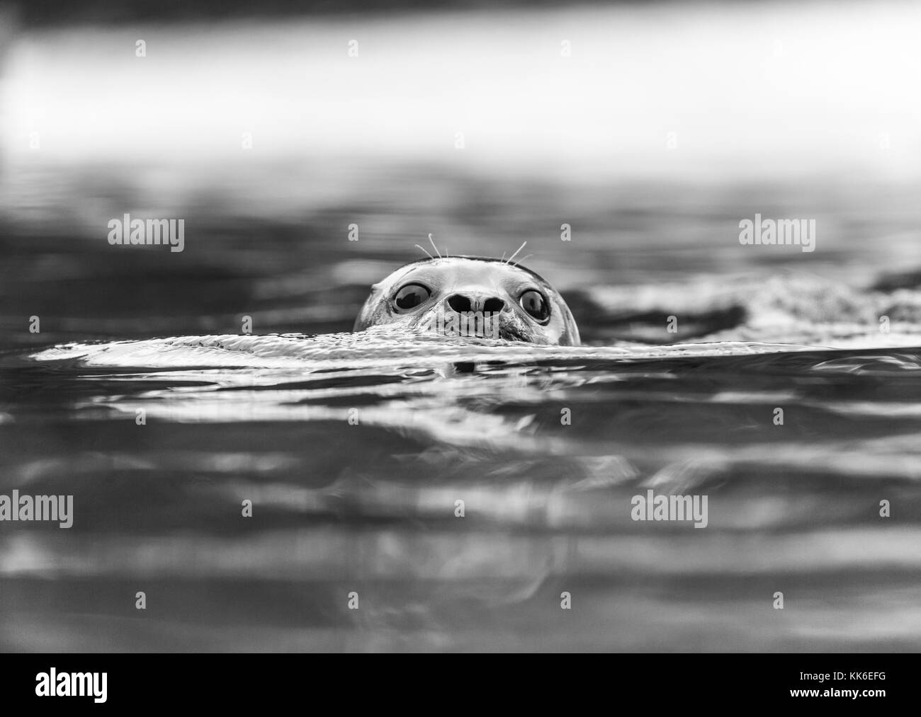 Spotted seals Black and White Stock Photos & Images - Alamy