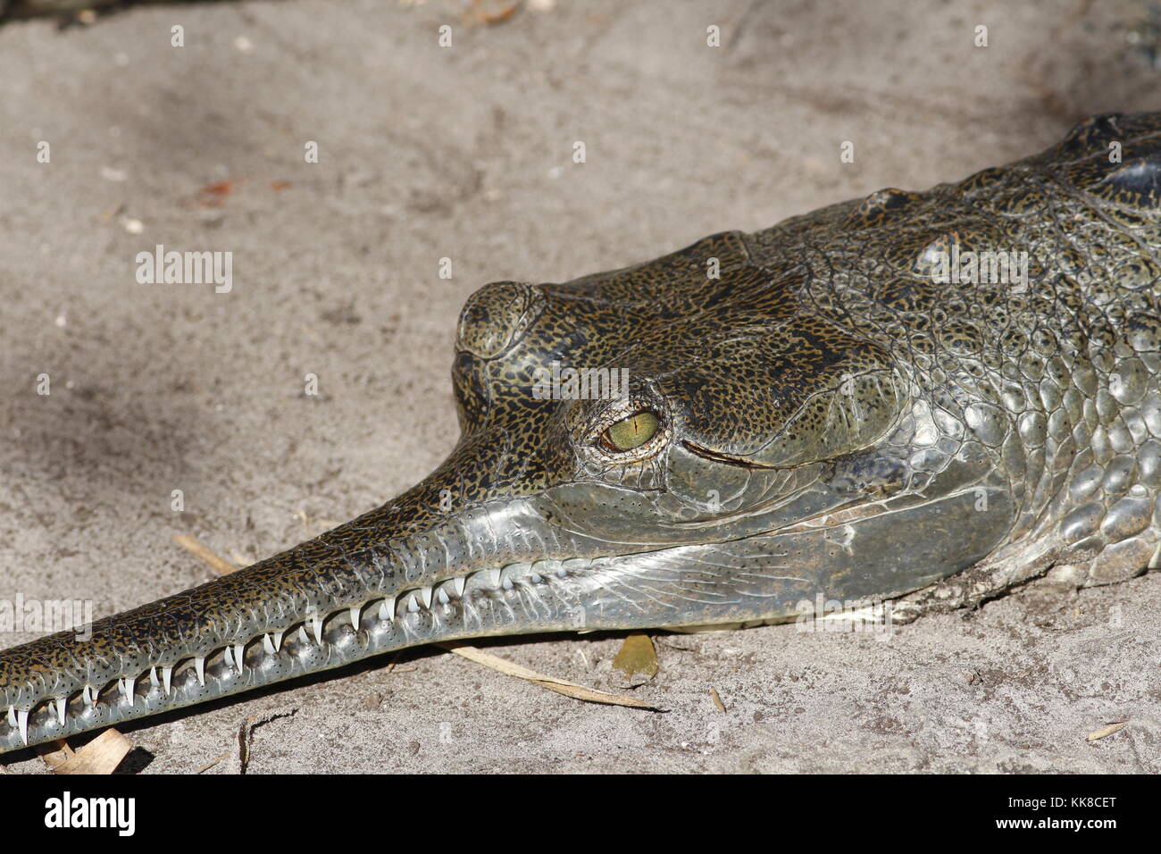 Indian Gharial, Gavialis gangeticus Stock Photo