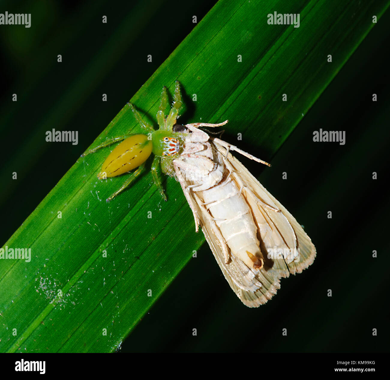 Female Monkey-faced Jumping Spider (Mopsus mormon) with huge moth prey, Far North Queensland, FNQ, QLD, Australia Stock Photo