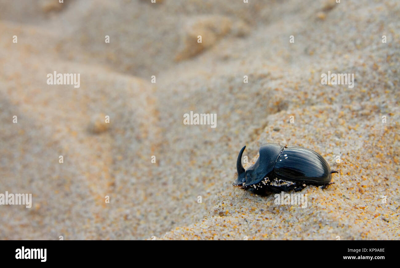 Rhinoceros beetles on the sand Stock Photo