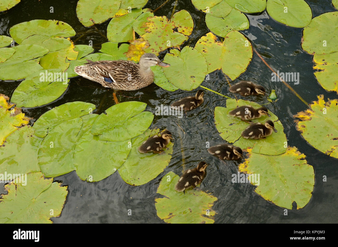 Mother duck and ducklings in the water Stock Photo