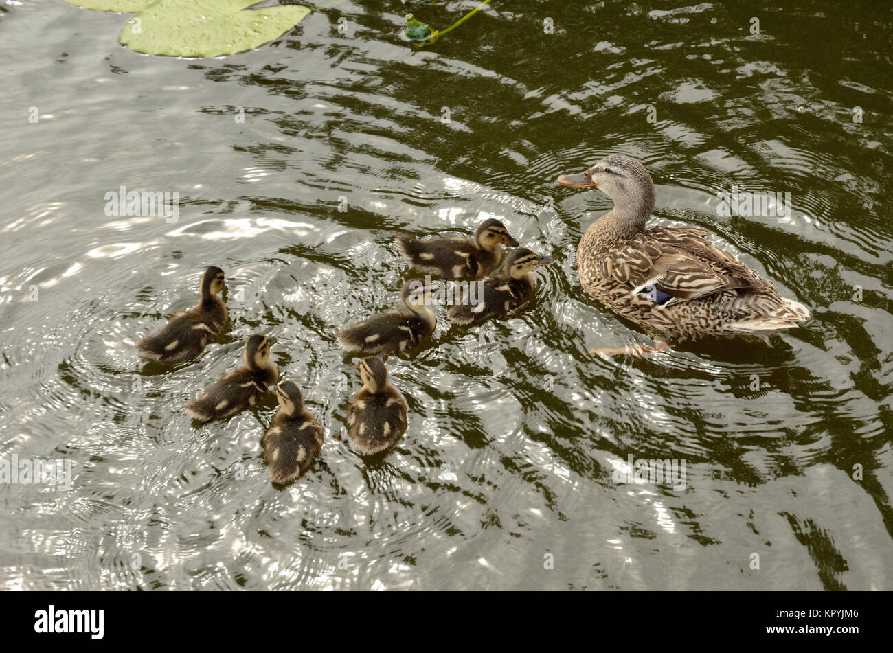 Mother duck and ducklings in the water Stock Photo