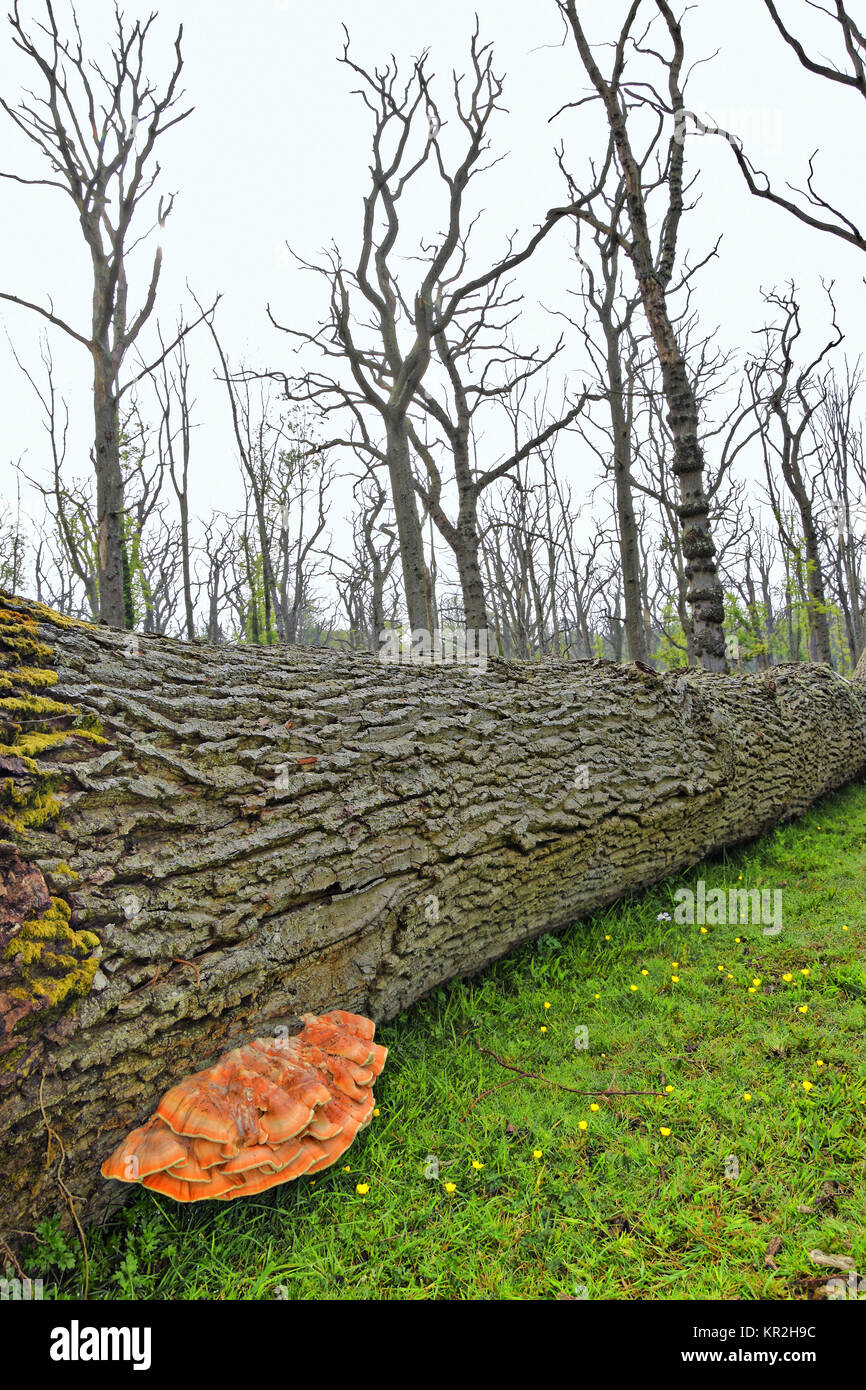 The Chicken of the Woods mushroom in dead oak forest (Laetiporus sulphureus) Stock Photo