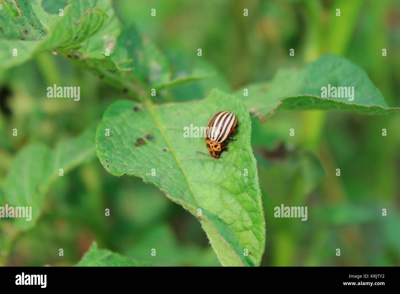 colorado beetle sits on the leaf of potato Stock Photo