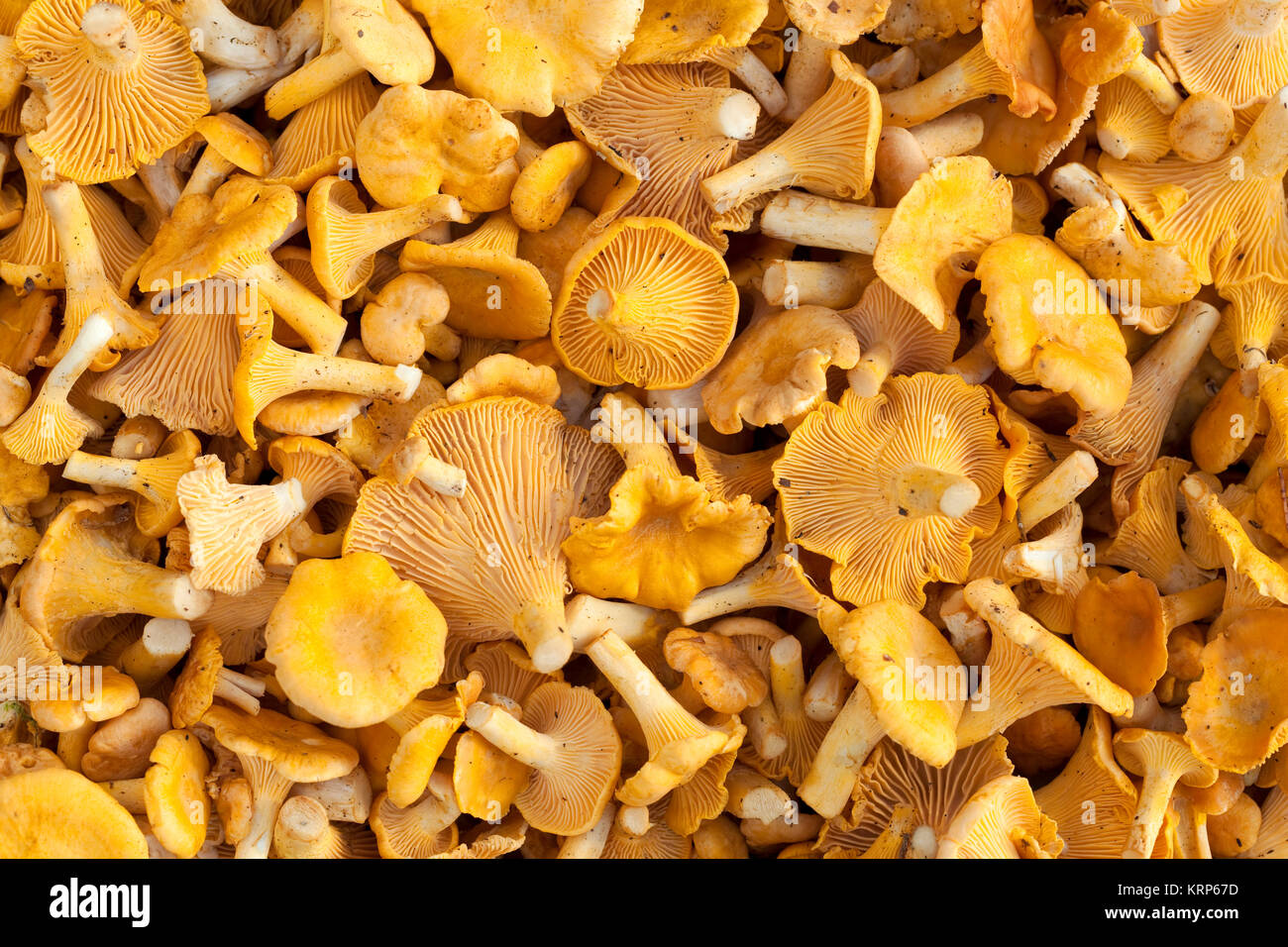 Cantharellus cibarius Stock Photo