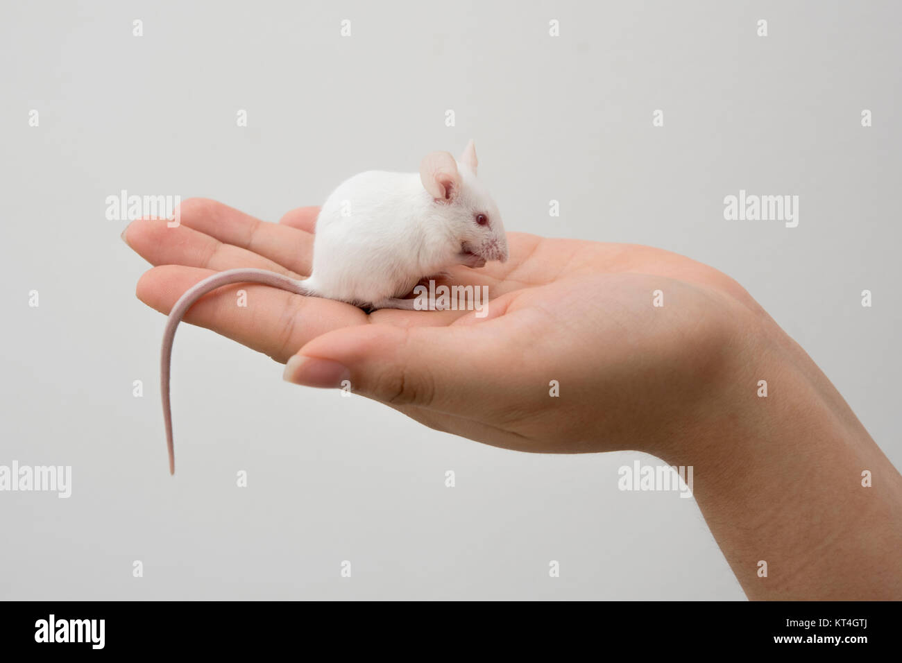 White mouse in hand Stock Photo