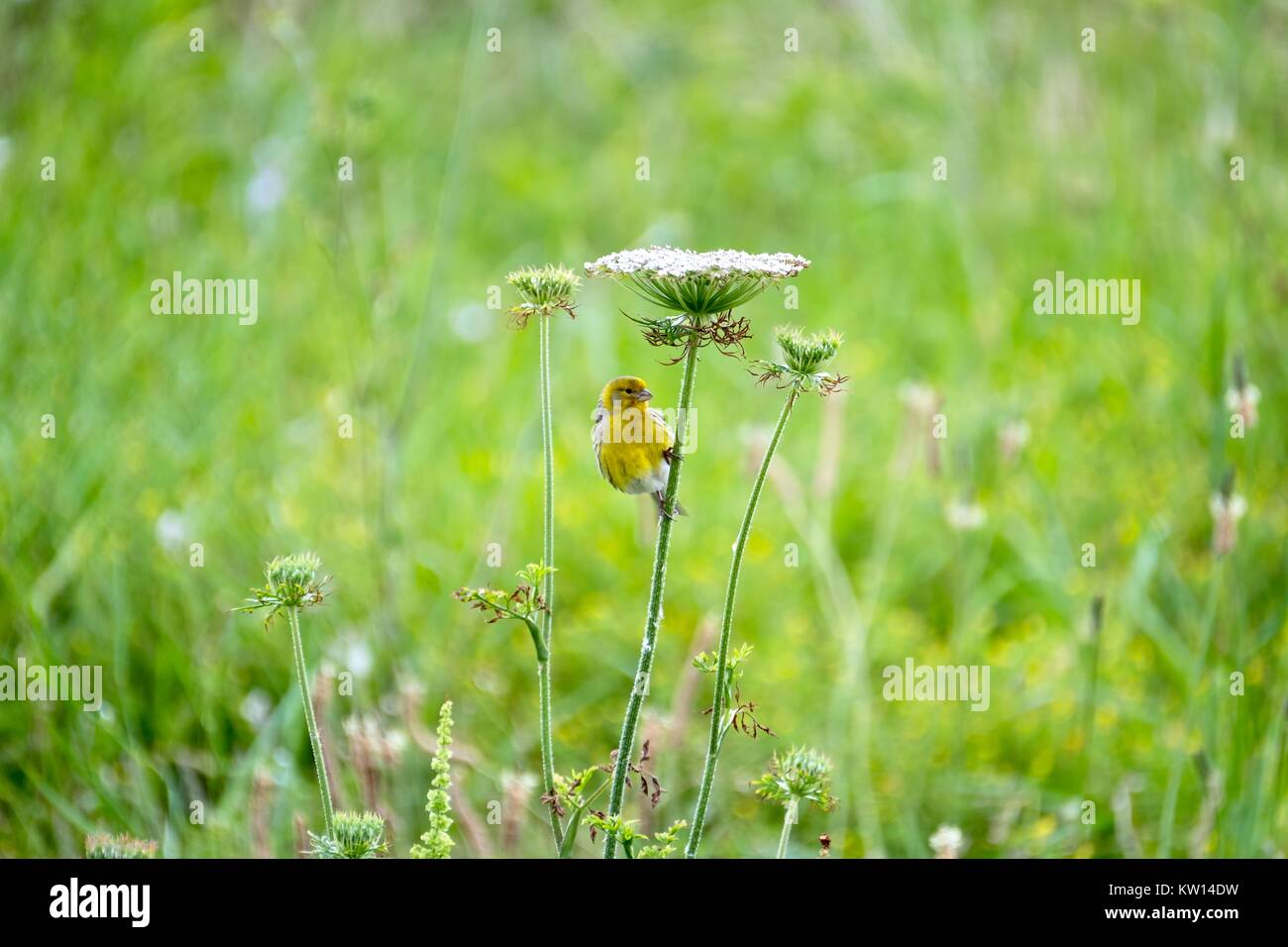 Umbrella for a little wild canary Stock Photo