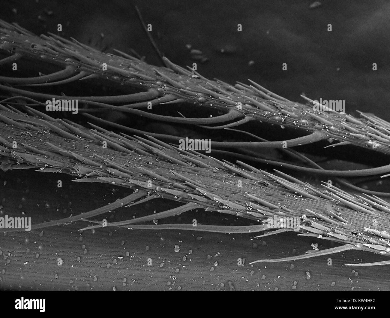 Scanning electron microscope (SEM) micrograph of the surface of a piece of foxtail grass (Hordeum murinum), showing microbarbs, at a magnification of 180x, 2016. Stock Photo