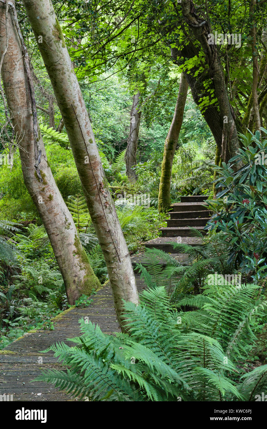 Tremenheere Sculpture Gardens, Penzance, Cornwall, UK. The woodland walk Stock Photo