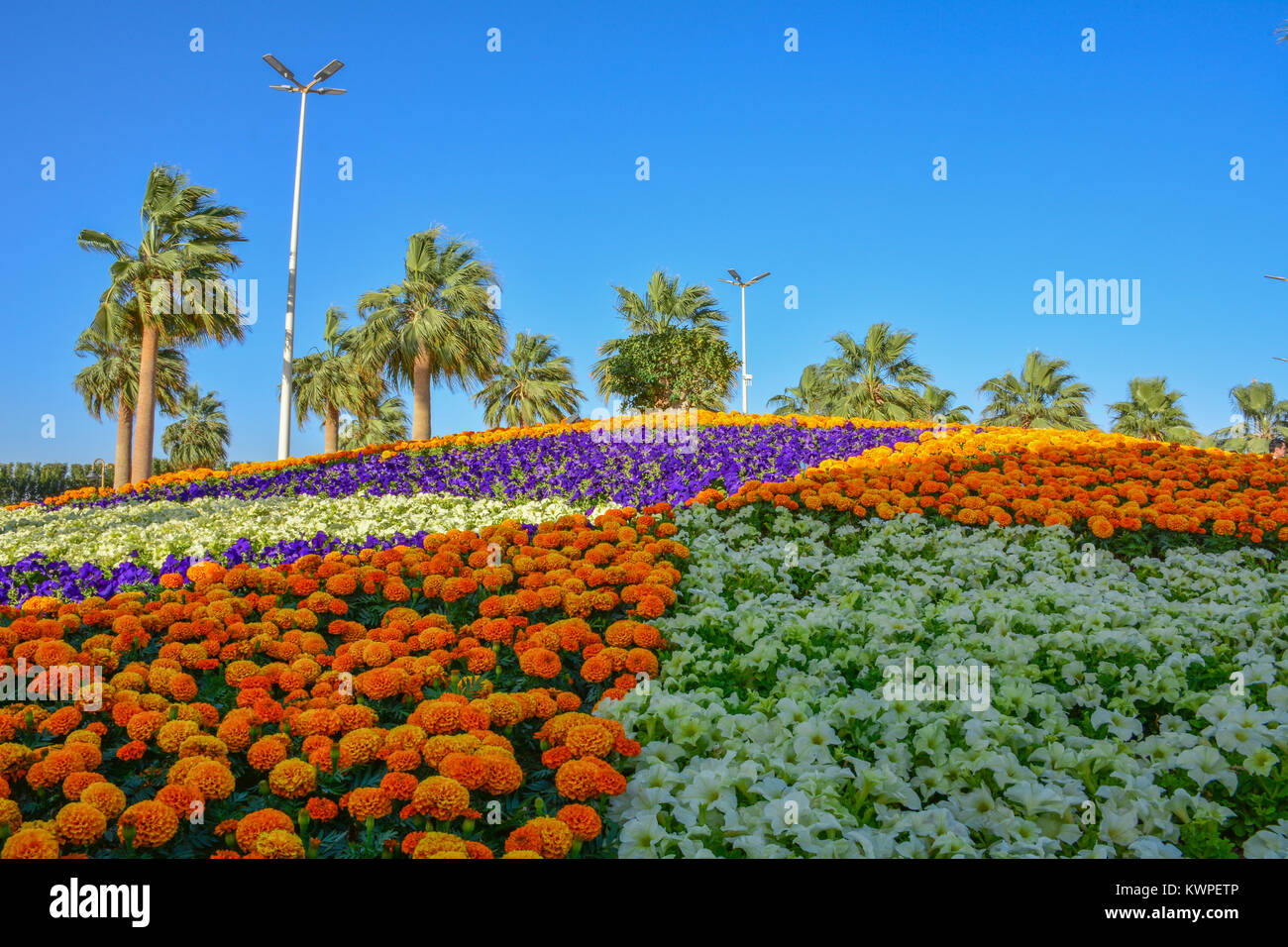 Flower carpet, Yanbu flower show Saudi arabia Stock Photo