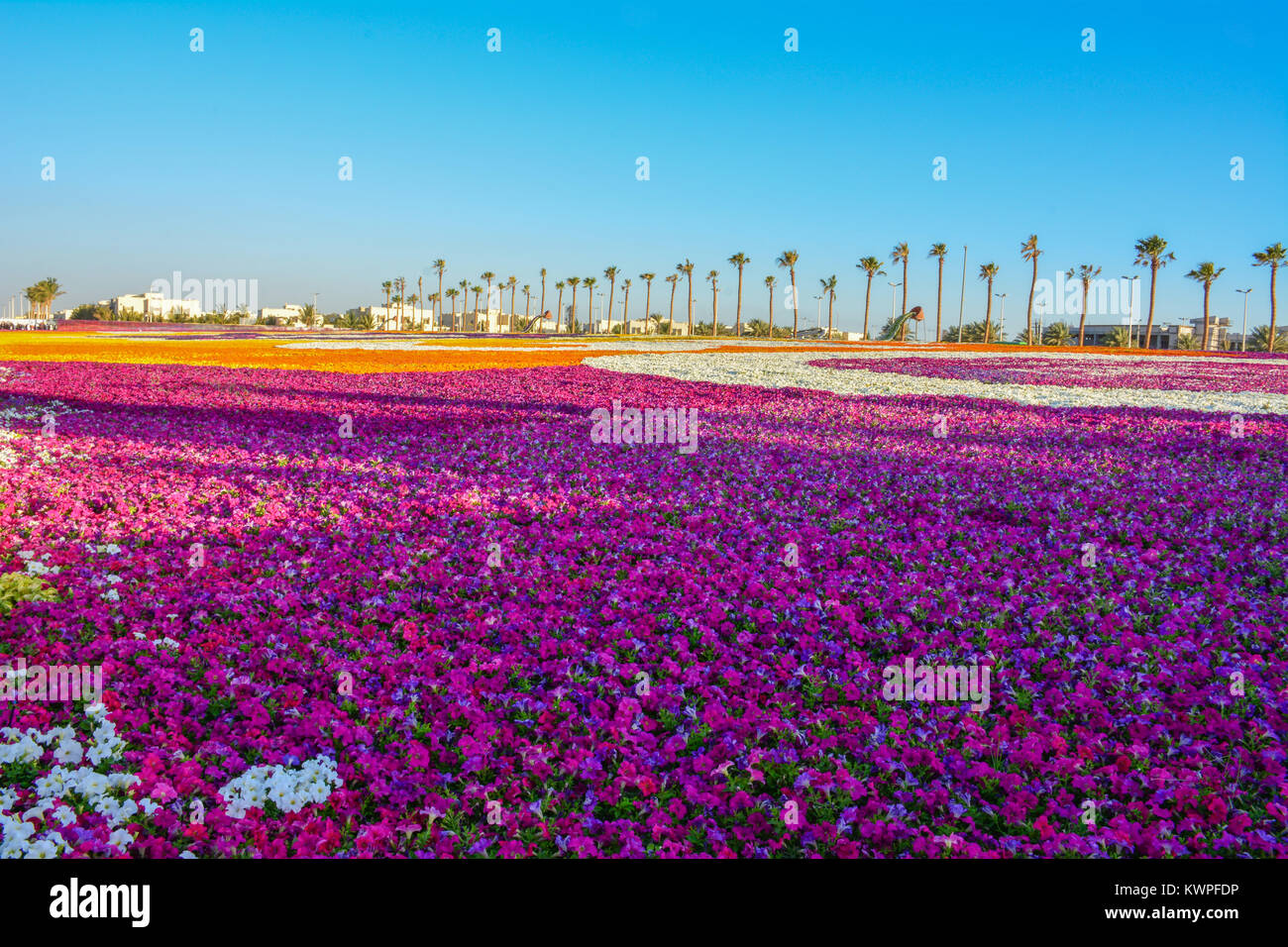 Flower carpet in Yanbu flower show Saudi arabia Stock Photo