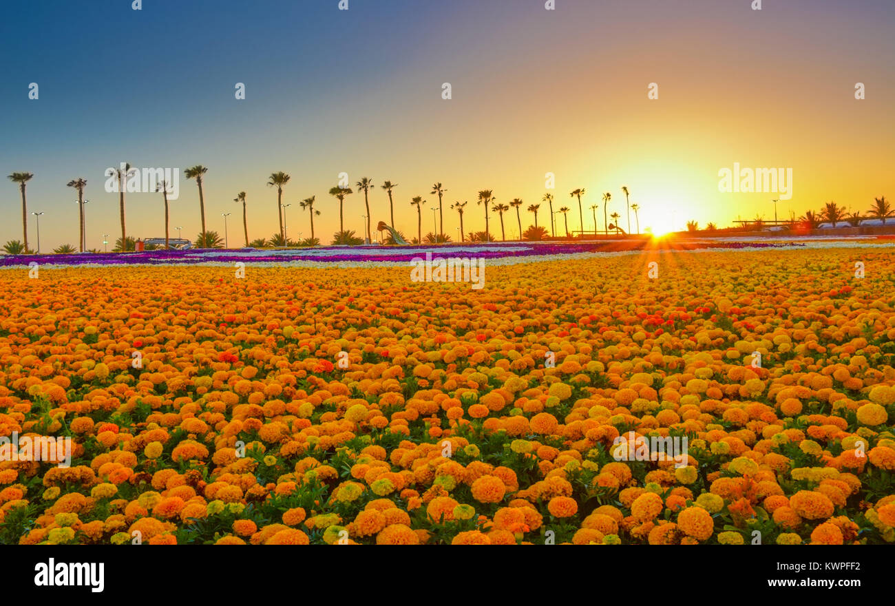 flower carpet with sunset at Yanbu flower show, Saudi arabia Stock Photo