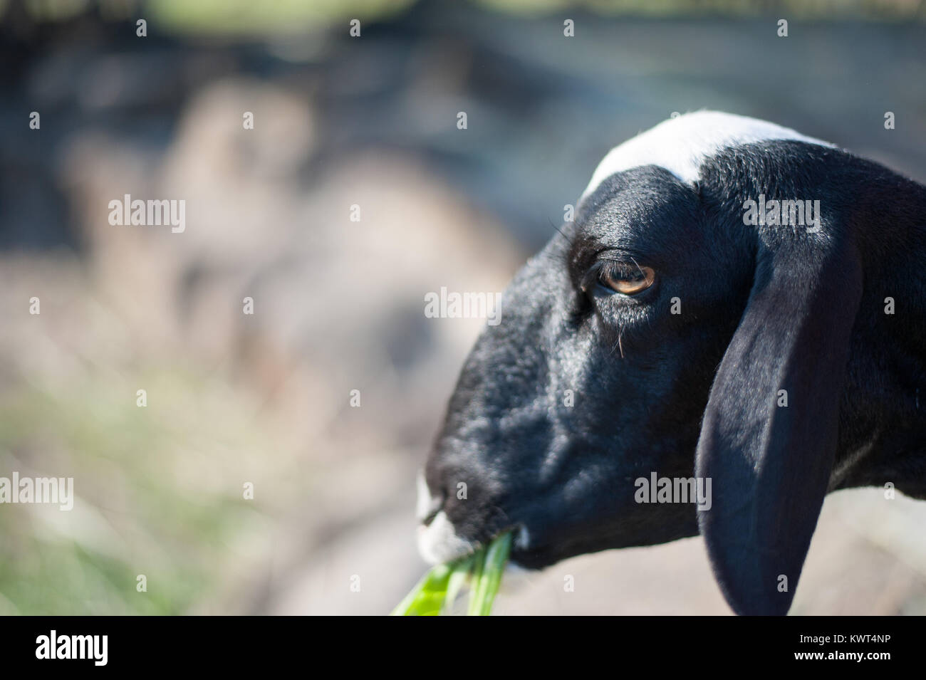 Goat im Glass field with many people Stock Photo