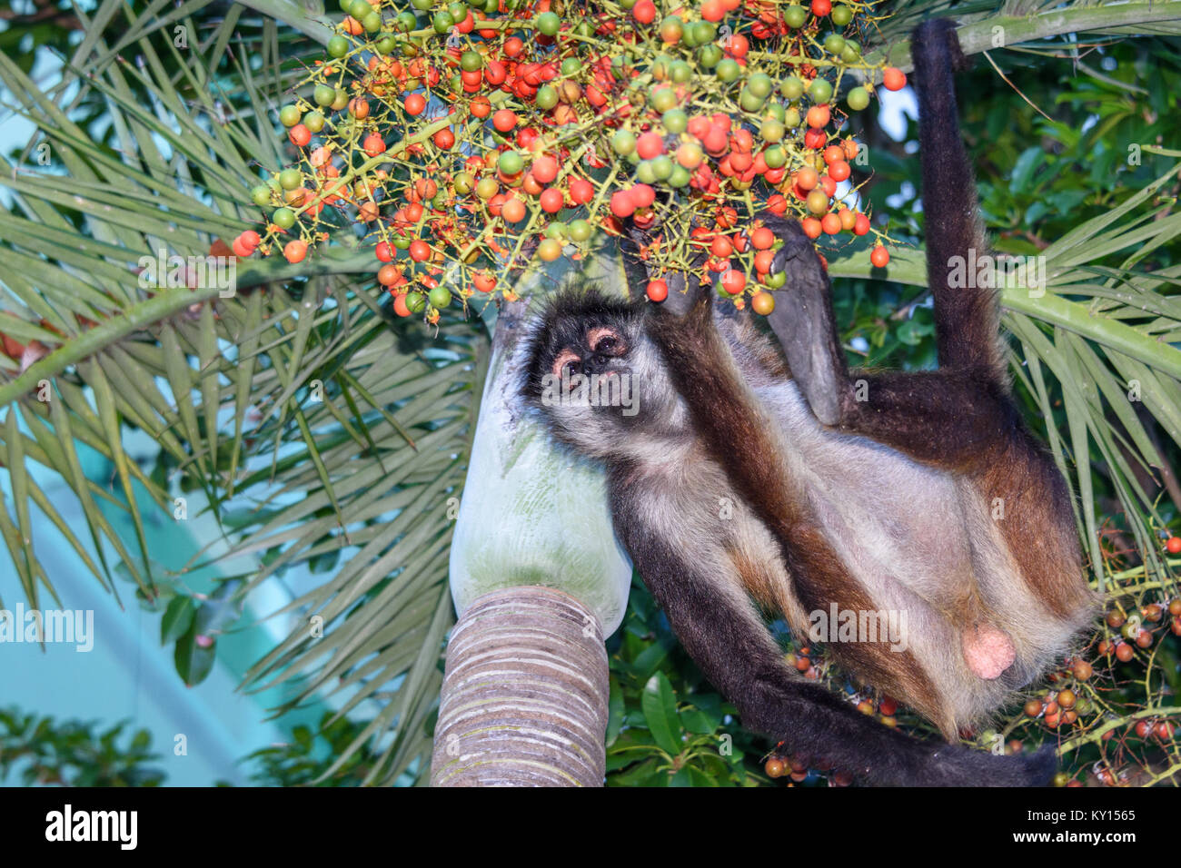 A wild spider monkey male hunting for some betel nuts on a betel palm tree. Stock Photo