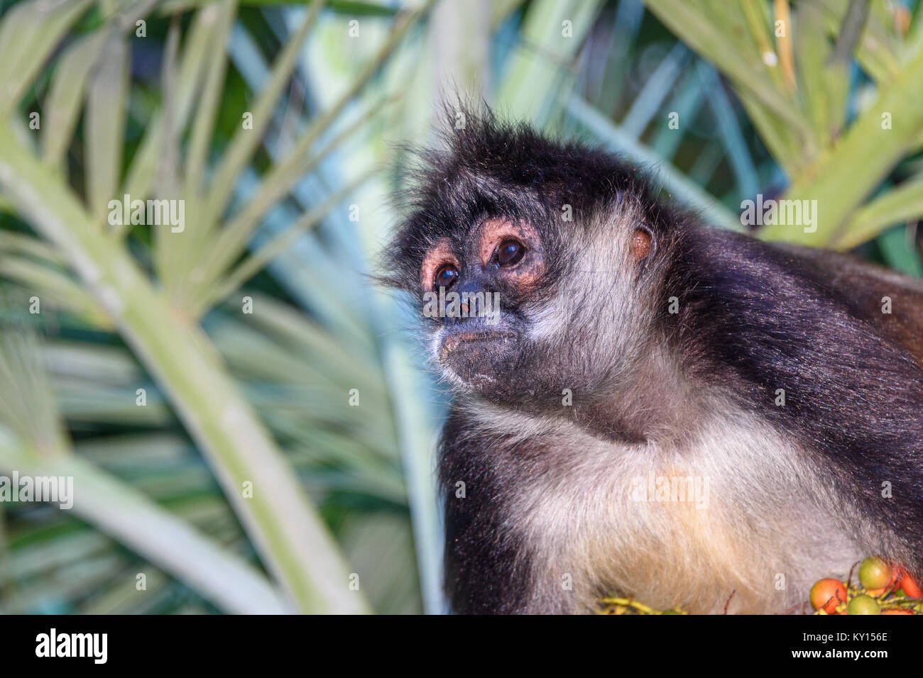 Portrait of a wild spider monkey male sitting on a betel palm tree. Stock Photo