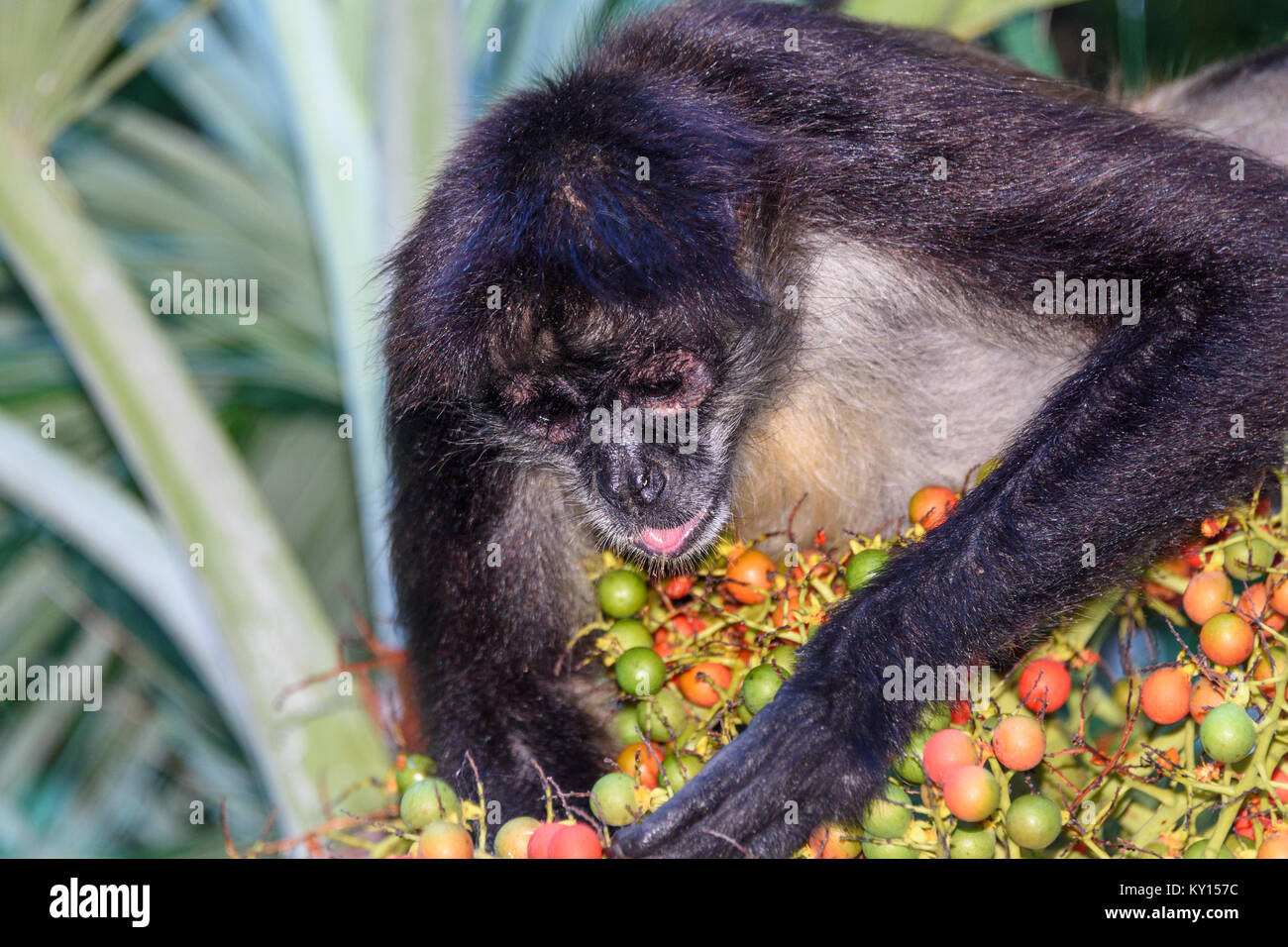 A wild spider monkey male eating betel nuts on a betel palm tree. Closeup. Stock Photo