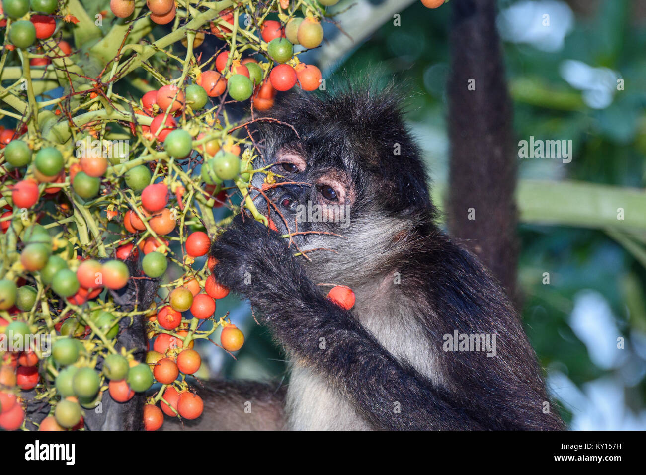 A wild spider monkey male eating betel nuts on a betel palm tree. Stock Photo