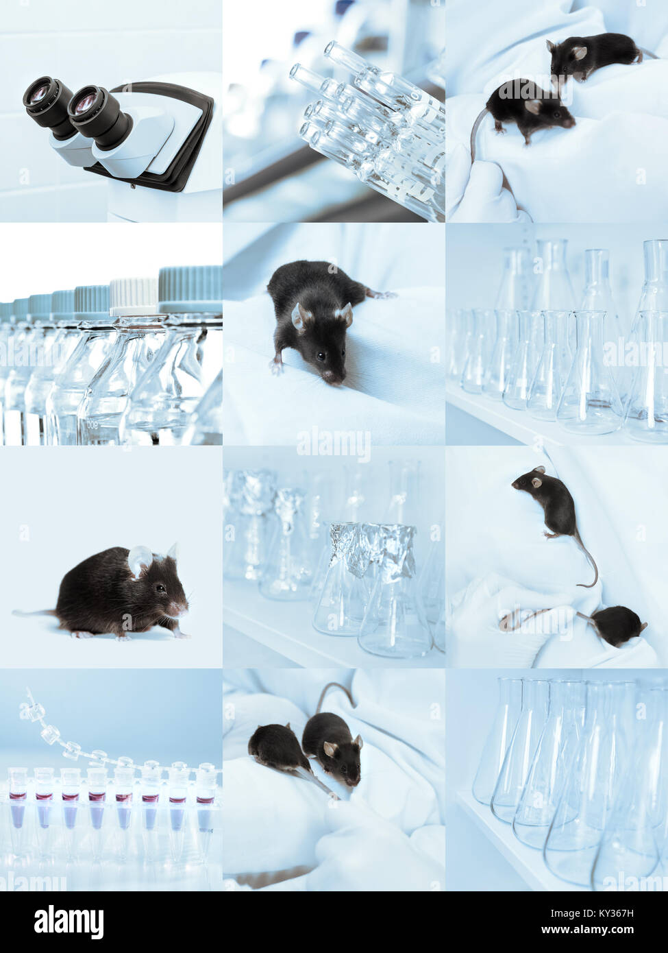 Black experimental mice, microscope and laboratory glassware, set of sqiare tinted images Stock Photo