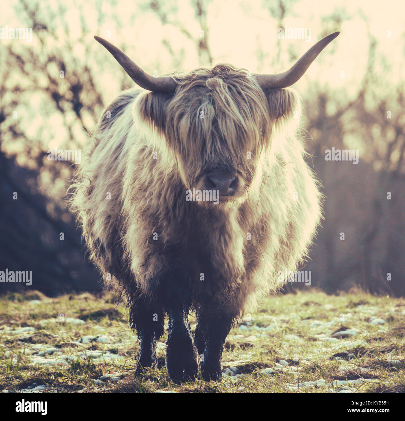 A Scottish Highland Cow In The Winter Frost Stock Photo