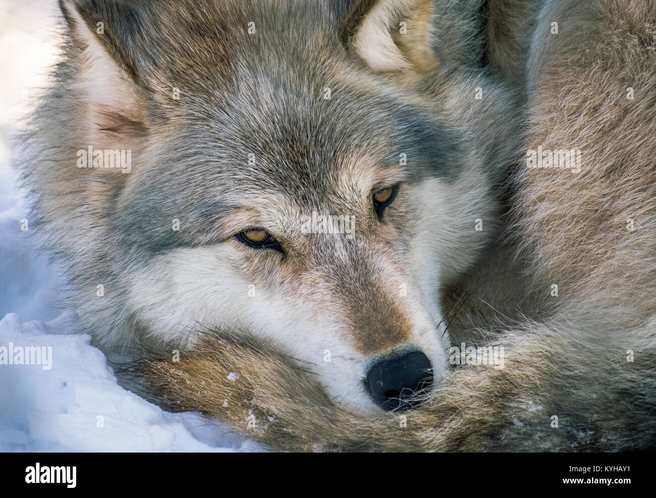 Gray Wolf At Rest Stock Photo - Alamy