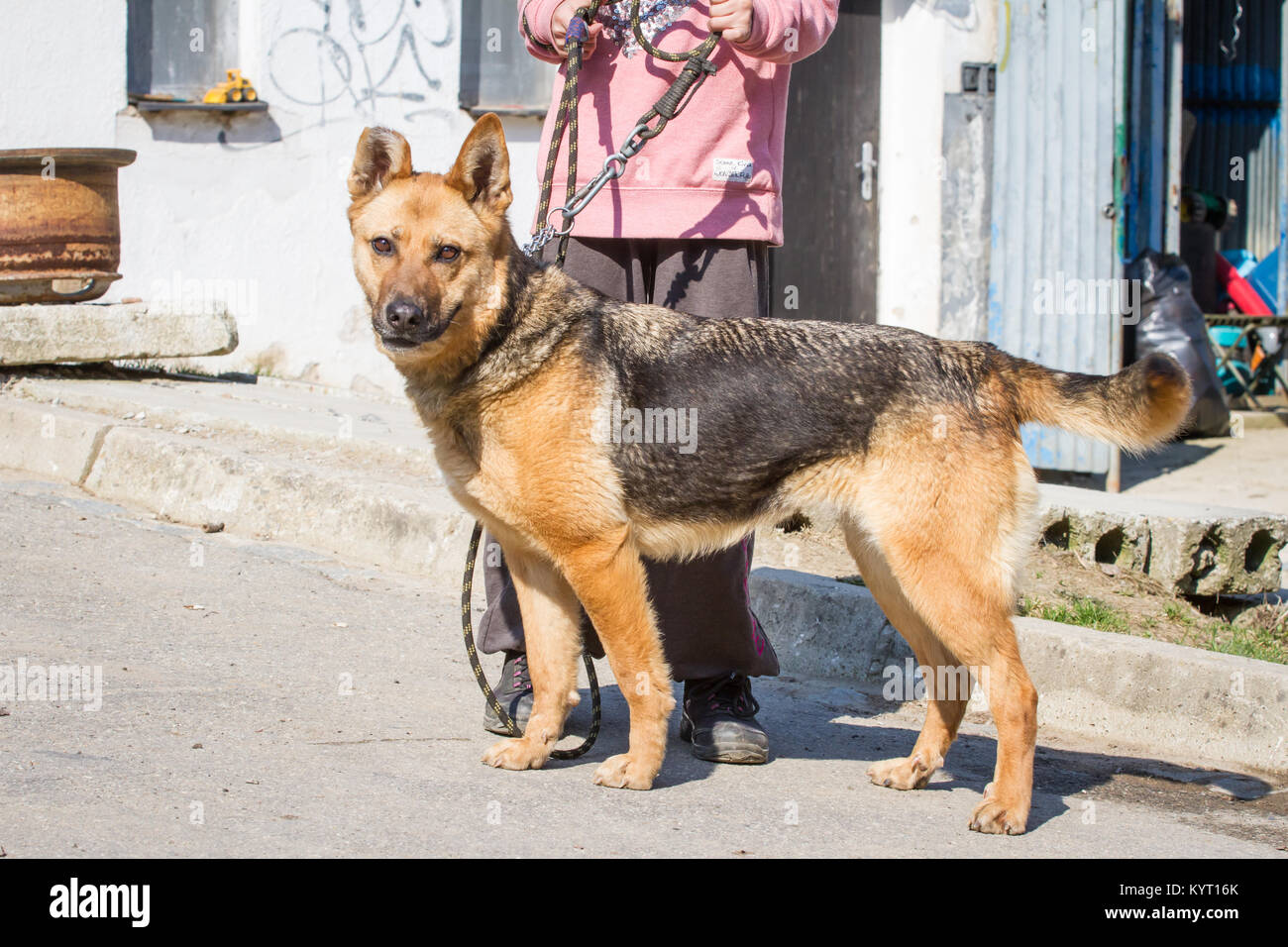 Abused German Shepherd hybrid dog in a shelter Stock Photo