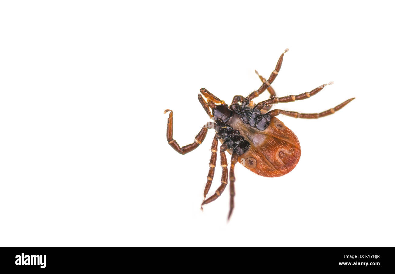 Tick from the bottom on white background. Ixodes ricinus. Close-up of dangerous parasite lying on its back. Carrier of encephalitis and Lyme disease. Stock Photo