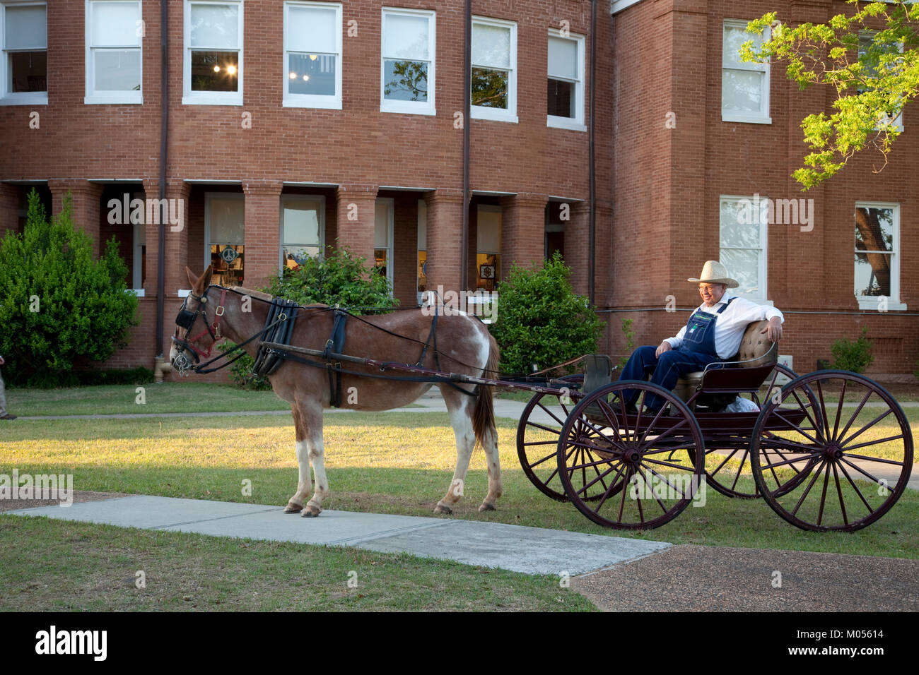 Farmer sits on donkey cart outside Courthouse Stock Photo