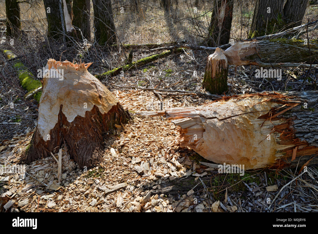 Fallen down tree, traces of European beaver (Castor fiber), Tyrol, Austria Stock Photo