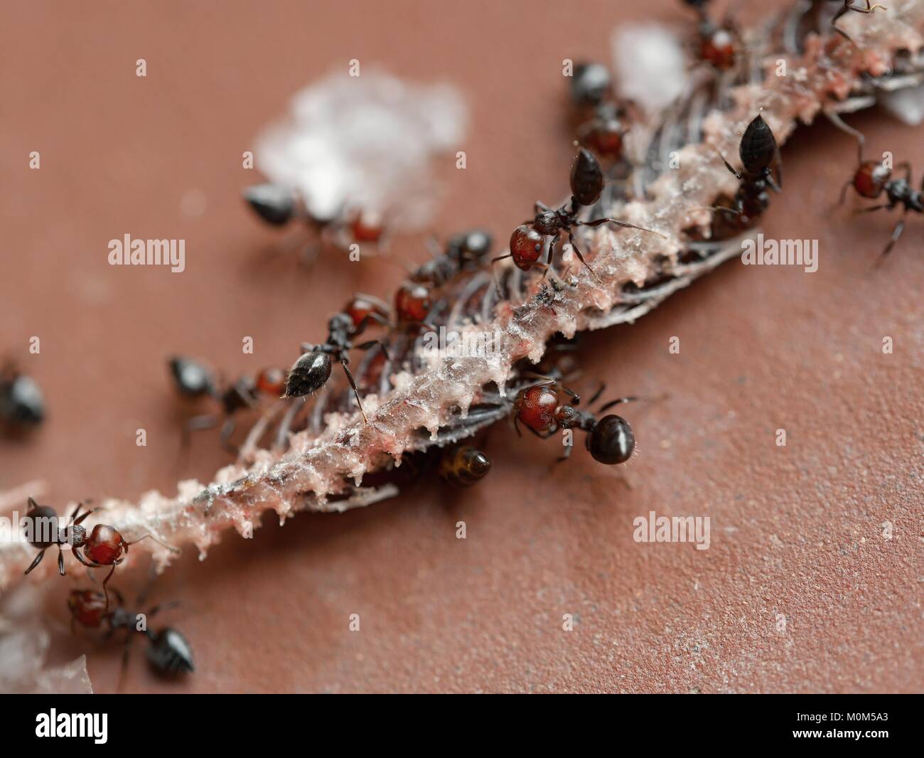 ants feeding on skeleton of a small snake Stock Photo