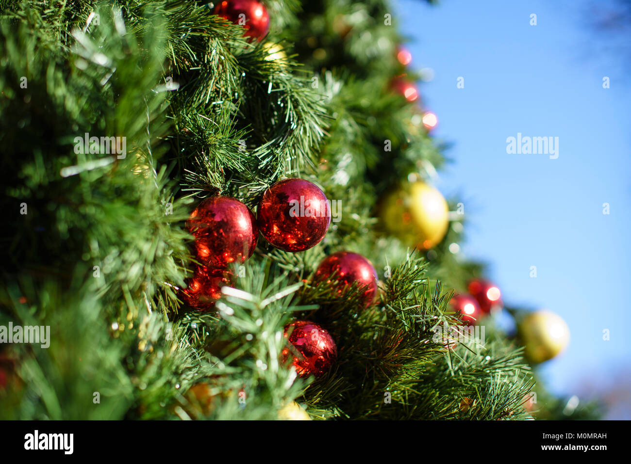 Gold and red baubles on a large Christmas tree outside on a sunny day against a blue sky. Stock Photo