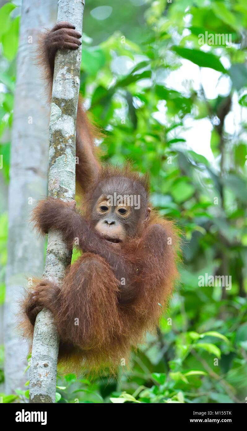 Central Bornean orangutan ( Pongo pygmaeus wurmbii ) Cub swinging in tree in natural habitat. Wild nature in Tropical Rainforest of Borneo. Indonesia Stock Photo