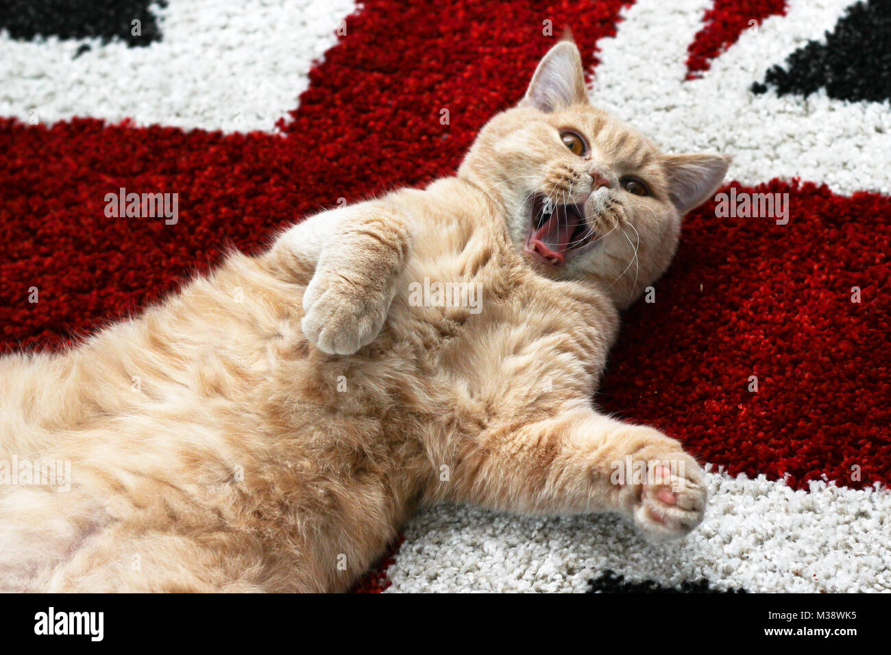 A cute red tabby cat is lying on a carpet on the floor and looking like it is smiling. Stock Photo