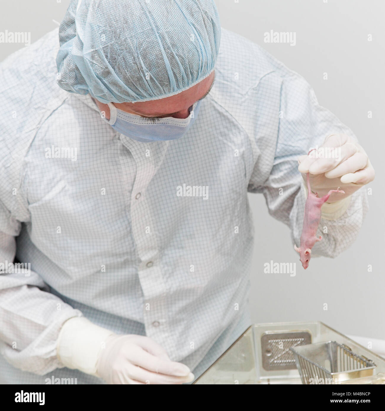 laboratory mouse in hands Stock Photo