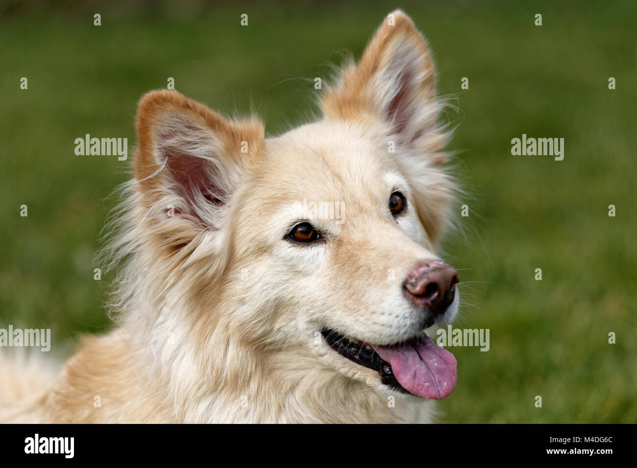 cross bread dog Stock Photo