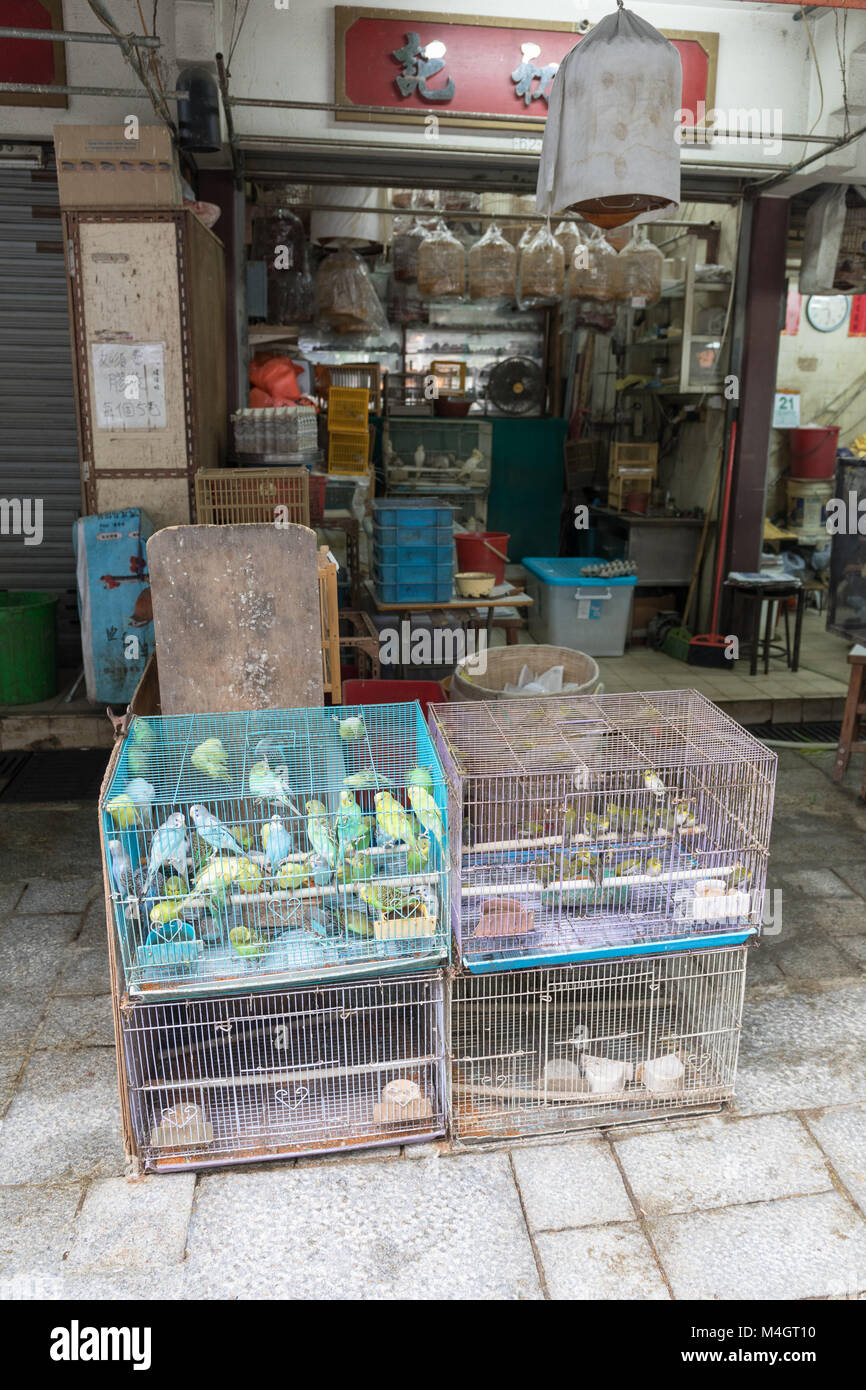 Canary Birds For Sale Stock Photo