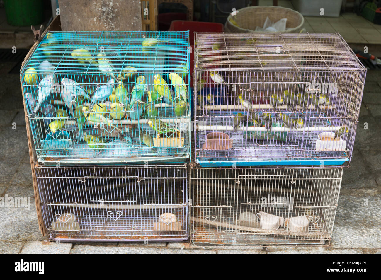 Canary Birds in Cages Stock Photo