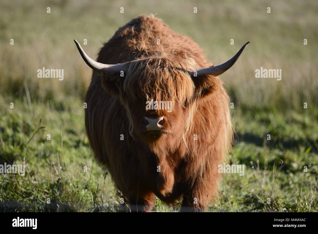 Highland cow on RSPB Loch Leven reserve Stock Photo