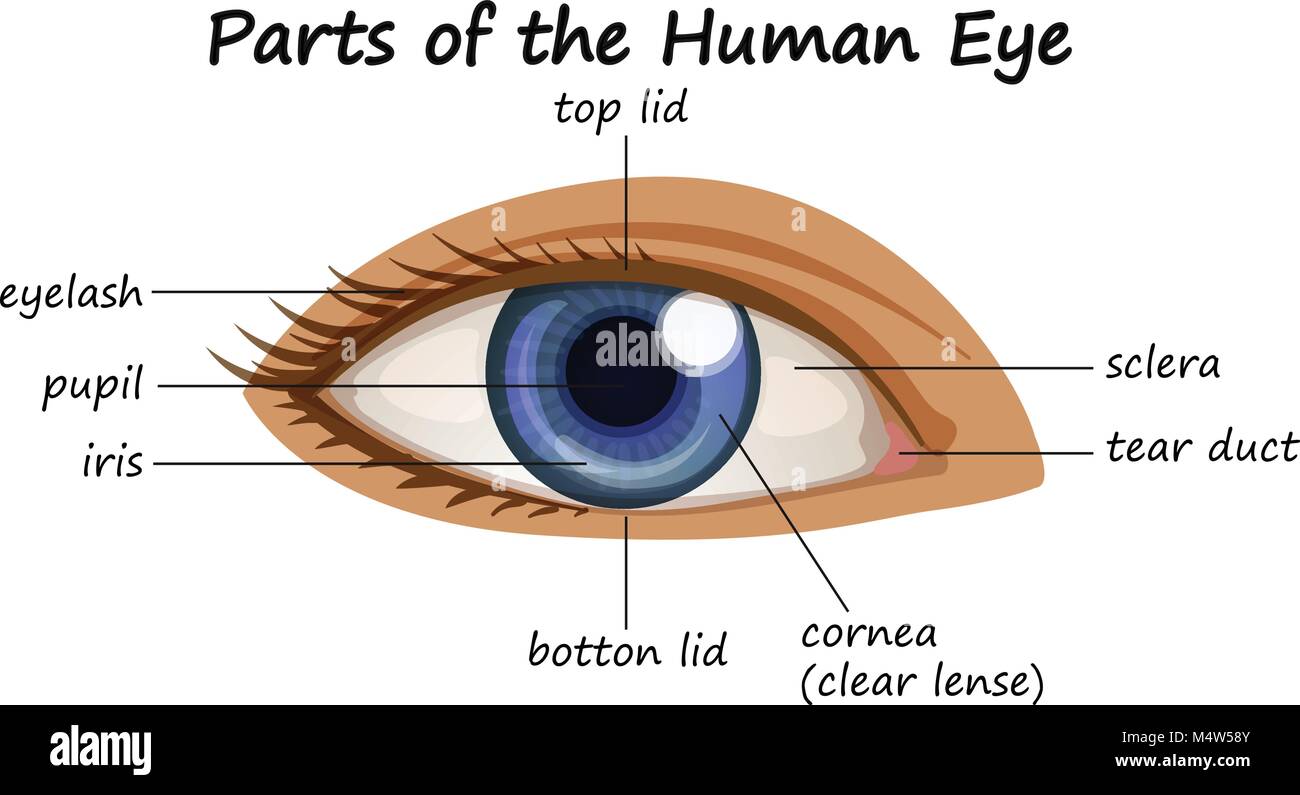 Human Eye Diagram For Kids