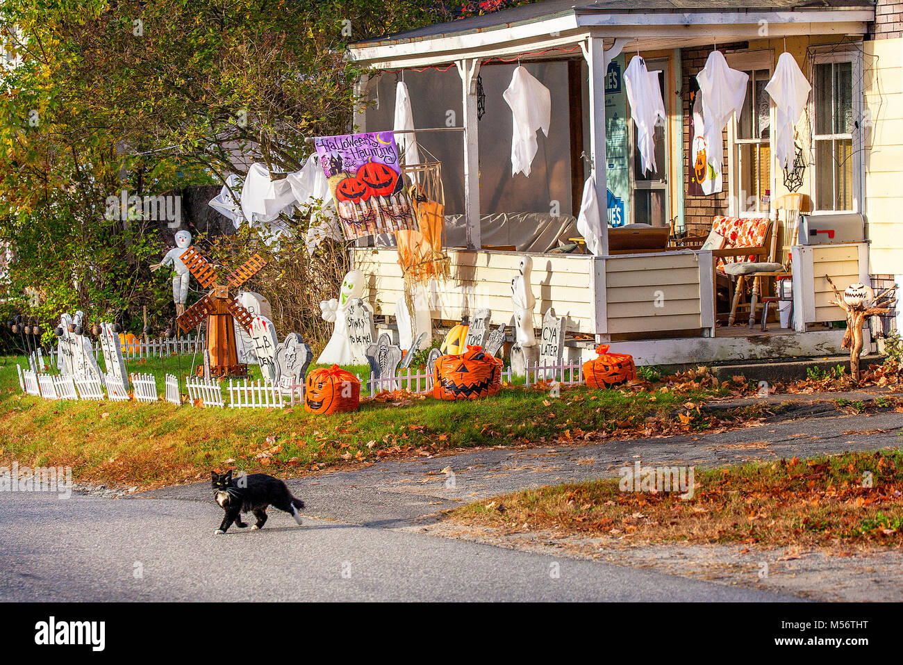 A home is decorated with ghosts, goblins and other Halloween decorations as a black cat crosses the road in Lisbon, NH, USA. Stock Photo